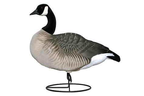 dakota goose decoys|More.